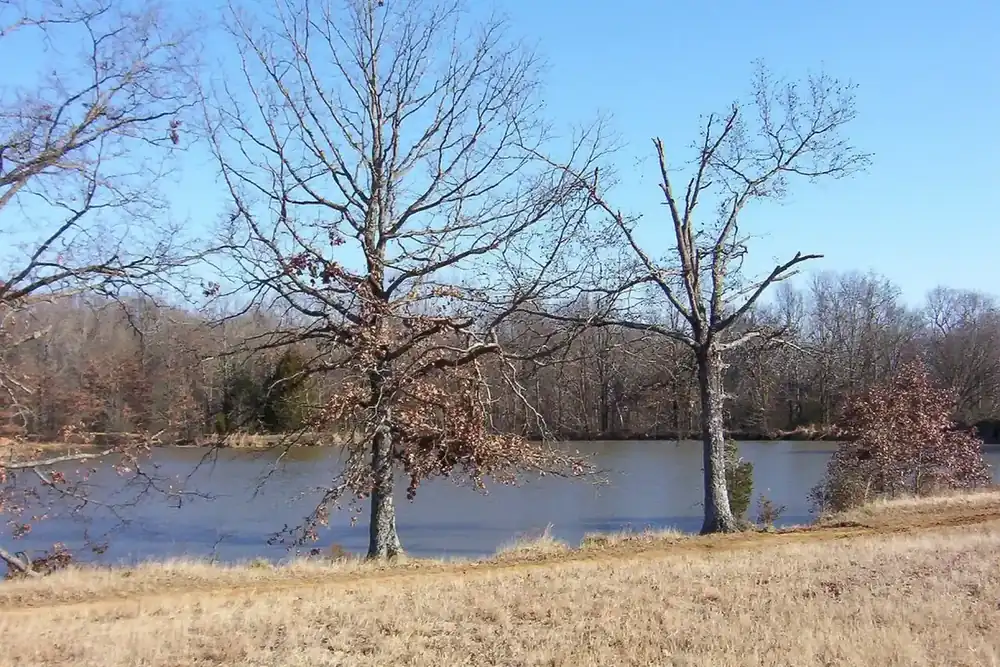 A lake framed by bare winter trees at Shelby Farms Park in Memphis, Tennessee